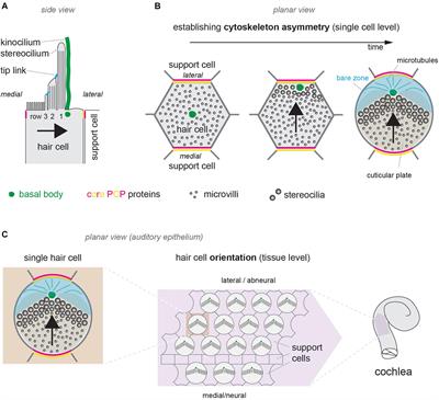 A Reversal in Hair Cell Orientation Organizes Both the Auditory and Vestibular Organs